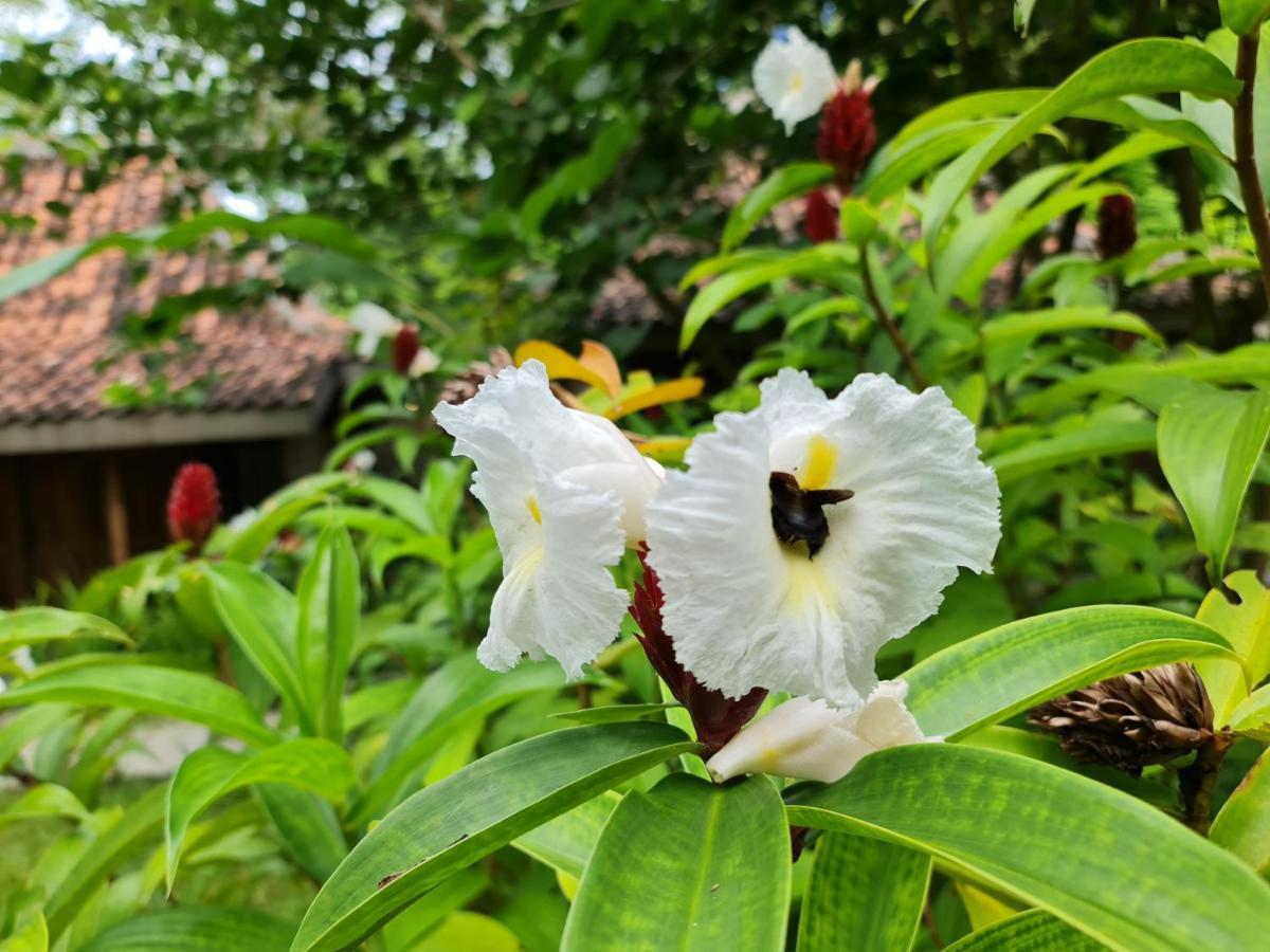 Villa Kayu Yogyakarta Extérieur photo